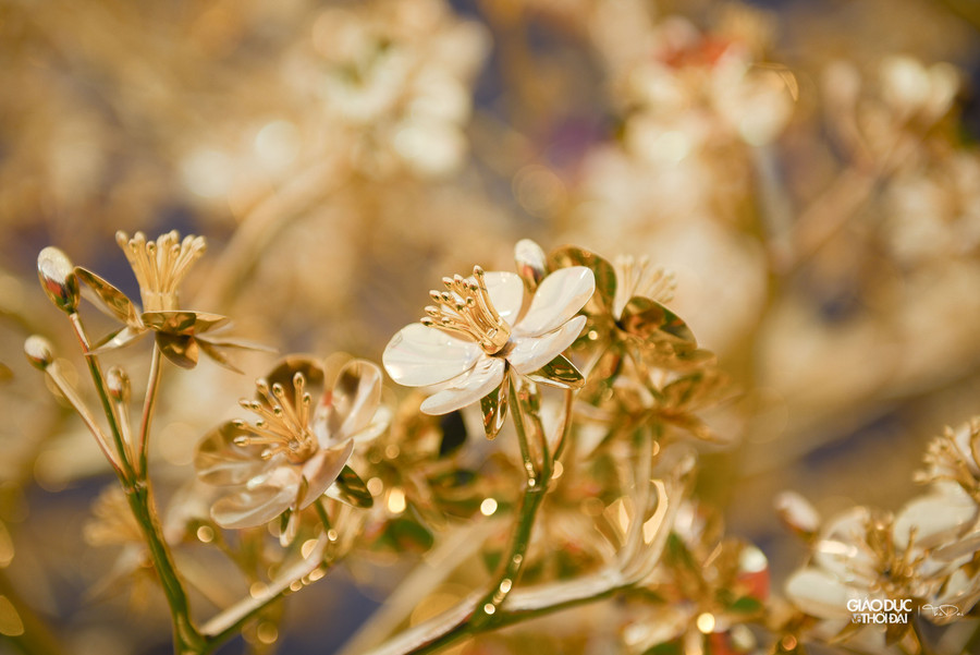Anh Hoàng Văn Định (đại diện của đơn vị làm ra cây mai mạ vàng) cho biết, đây là năm đầu tiên đơn vị tung ra thị trường sản phẩm mai bằng đồng, mạ vàng. Anh Hoàng Văn Định (đại diện của đơn vị làm ra cây mai mạ vàng) cho biết, đây là năm đầu tiên đơn vị tung ra thị trường sản phẩm mai bằng đồng, mạ vàng.