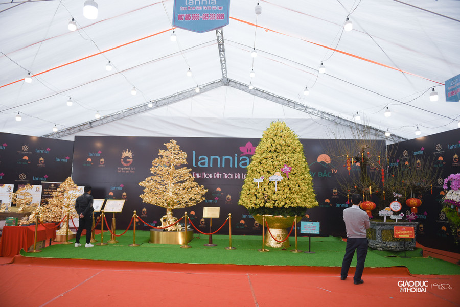 Nhiều người quan niệm màu vàng rực rỡ của cây mai tạo nên vẻ sang trọng, quý phái, "hút" tài lộc. Nhiều người quan niệm màu vàng rực rỡ của cây mai tạo nên vẻ sang trọng, quý phái, "hút" tài lộc.