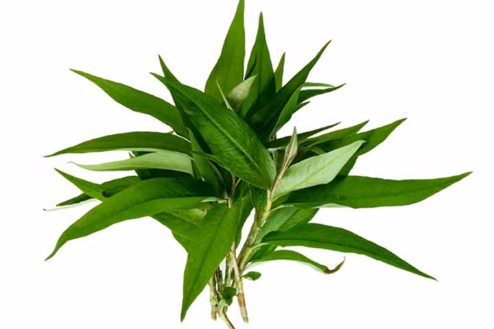 Những công dụng tuyệt vời của rau răm