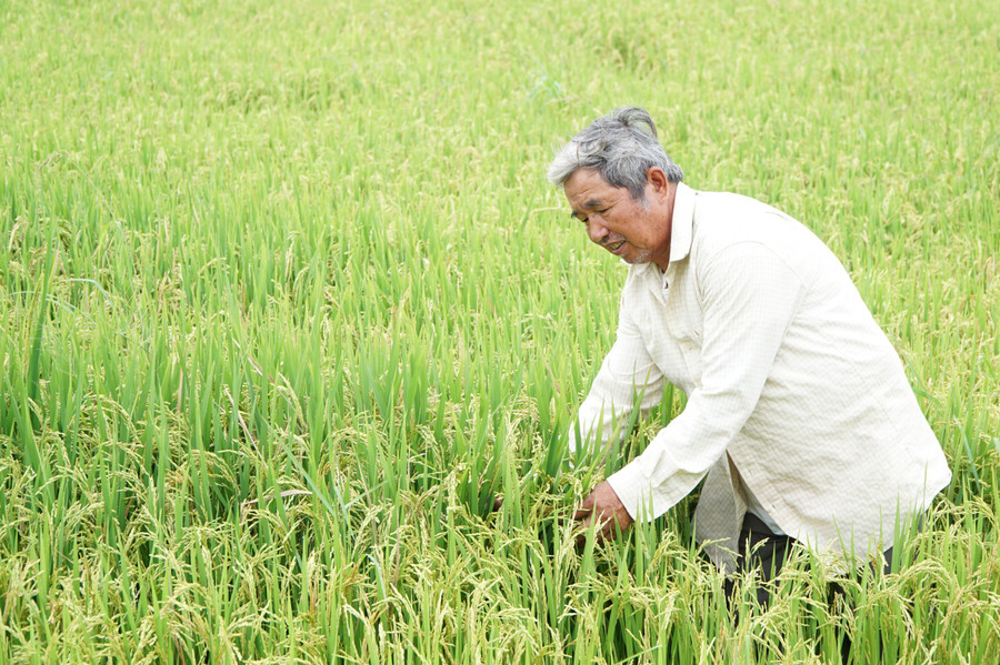 Ông Huỳnh Ngọc Hoàng gieo giống lúa Đài Thơm 8 mang lại thu nhập ổn định cho gia đình. Ông Huỳnh Ngọc Hoàng gieo giống lúa Đài Thơm 8 mang lại thu nhập ổn định cho gia đình.