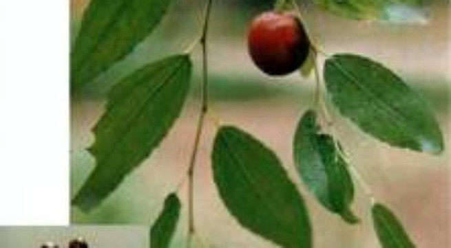 Đông y điều trị chứng uất