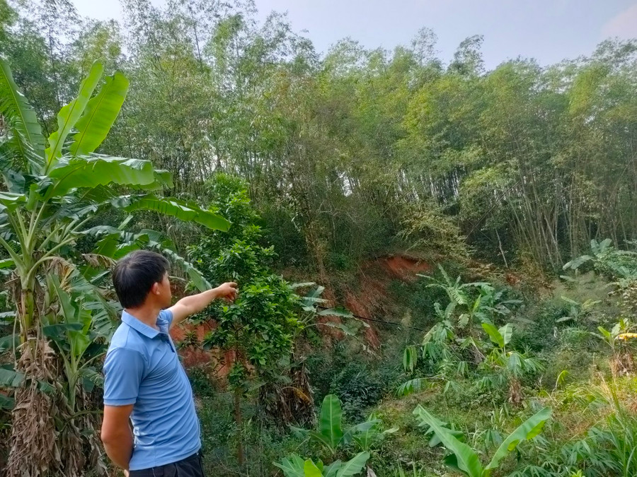 Người dân trồng luồng để tăng thu nhập và giữ đất, bảo vệ môi trường tự nhiên. Người dân trồng luồng để tăng thu nhập và giữ đất, bảo vệ môi trường tự nhiên.