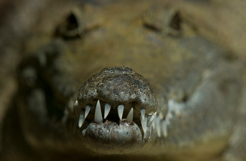 A freshwater crocodile is seen at the Currumbin Wildlife Sanctuary on the Gold Coast, Australia. Freshwater crocodiles are not known as man-eaters and rarely cause fatalities, although they will bite in self-defense if cornered.
