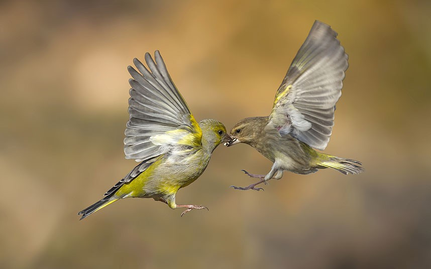 Marco Redaelli perfectly captures the European Greenfinch birds in the wild as they swoop together to take the seeds from each other