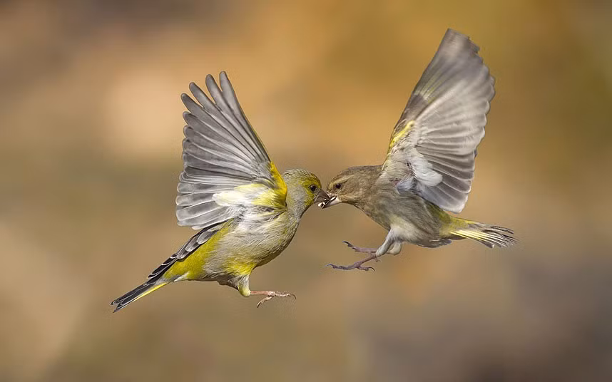 Marco Redaelli perfectly captures the European Greenfinch birds in the wild as they swoop together to take the seeds from each other