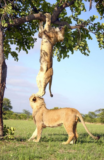 A lion stuck in a tree gets a bit of help from his elder brother. The lion in the tree had climbed into the tree in search of some shade but was forced to yelp for help when he found himself unable to get down. Luckily his big brother was on hand to help. The two lions, named Echo and Etosha, are residents of Antelope Park in Zimbabwe.
