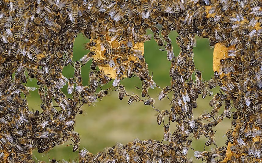 Thousands of bees link their legs together to bridge this gaping hole in their honeycomb. The insects work as a team to repair the gap, which measures around 30cm wide and 20cm high.