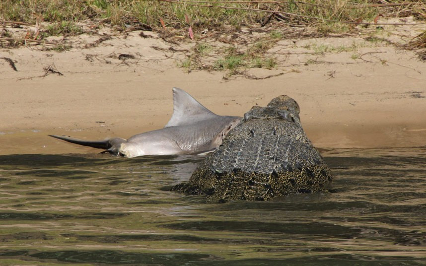 Một con cá sấu lớn đang ăn tươi nuốt sống con cá mập ở sông East Alligator (Australia) Peter Jones was on holiday in Australia when he went on a river cruise in Kakadu National Park in the Northern Territories. And as he travelled down East Alligator River he witnessed a massive saltwater crocodile eating a helpless bull shark. The tourist group tried to get closer to the wildlife spectacle but the crocodile swam off with its catch.
