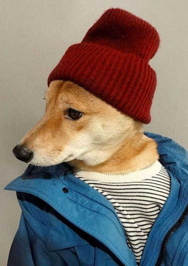 Menswear Dog, aka Bodhi, has become the star of New York Fashion week after a blog featuring Bodhi in different outfits was picked up for a book deal.