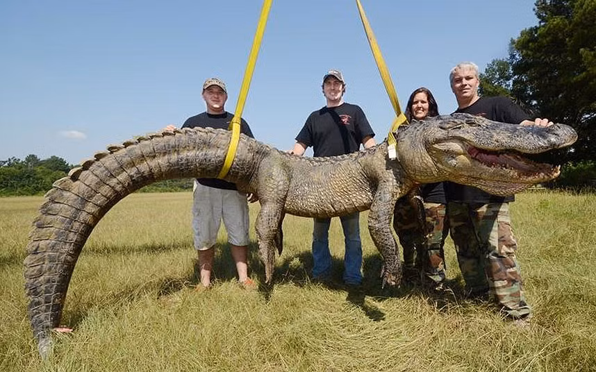 Jimmy Greer, Dalco Turner, Jennifer Ratcliff, John Ratcliff...From left, Jimmy Greer, of Canton, Dalco Turner, of Gluckstadt, and Jennifer Ratcliff and John Ratcliff, of Canton, pose by their record setting catch, a 741.5-pound male alligator, caught Sunday morning, Sept. 8, 2013, in a backwater area of the Mississippi River near Port Gibson, USA. This catch shatters the week-old state record for heaviest alligator at 727-pounds.