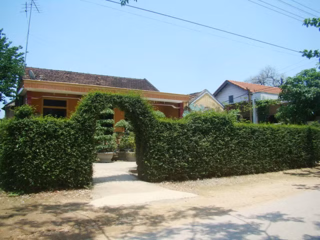 Những hàng rào cây xanh ở Lệ Thủy "may mắn" tồn tại sau "làn sóng" mở rộng đường nông thôn mới