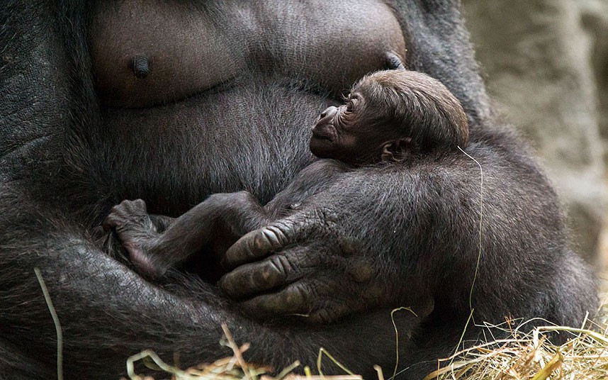 A new baby western lowland gorilla. Keeps at Buffalo Zoo have not been able to get close enough to the baby to determine its gender, but they believe it