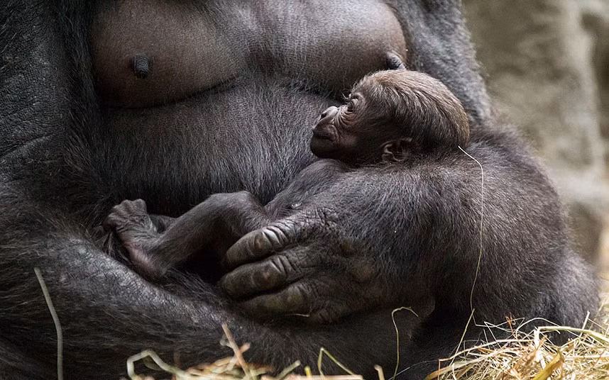 A new baby western lowland gorilla. Keeps at Buffalo Zoo have not been able to get close enough to the baby to determine its gender, but they believe it