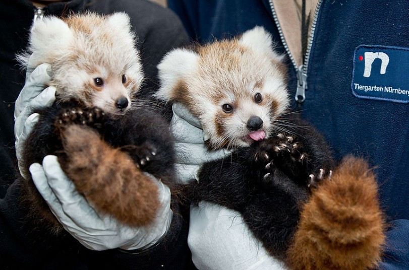 Những chú gấu mèo xinh xắn tại vườn thú ở Nuremberg (Đức) Zoo keepers hold baby Pandas at the zoo in Nuremberg, southern Germany. Two baby pandas were born at the zoo on July 6