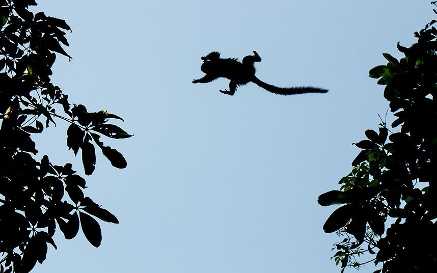 A wild marmoset callithrix jacchus jumps between trees in Rio de Janeiro, Brazil