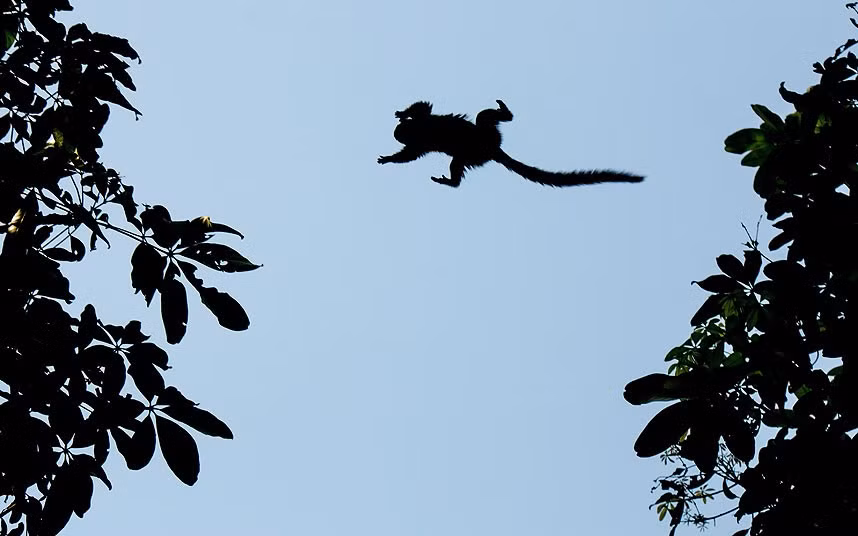 A wild marmoset callithrix jacchus jumps between trees in Rio de Janeiro, Brazil