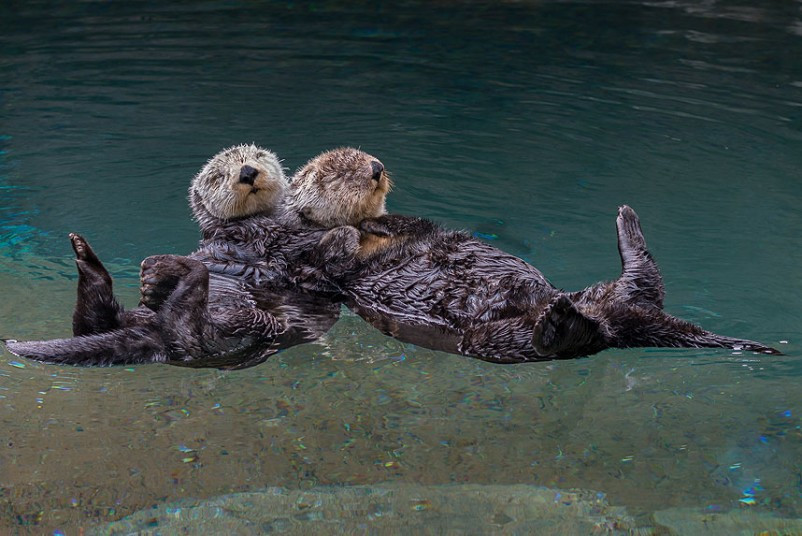 Một cặp rái cá đang thư giãn trong yêu thương ở Tacoma (Washington, Mỹ) A loving pair of otters snooze on hand in hand - to stop them floating apart in their slumber. The male and female, named Nellie and Abra, were cuddling up on their waterbed in Point Defiance Zoo and Aquarium in Tacoma, Washington, after a playful morning together. Coated in the densest fur in the animal kingdom - with up to a million hairs per square inch - they were in no danger of catching a chill.