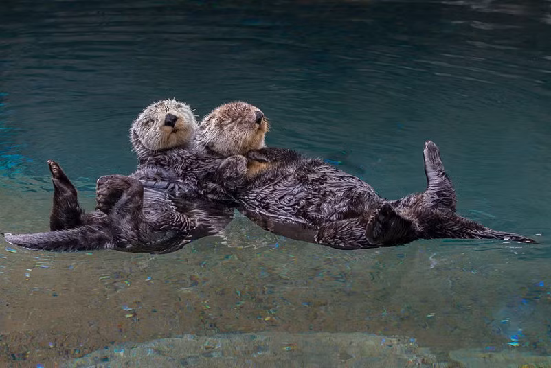 A loving pair of otters snooze on hand in hand - to stop them floating apart in their slumber. The male and female, named Nellie and Abra, were cuddling up on their waterbed in Point Defiance Zoo and Aquarium in Tacoma, Washington, after a playful morning together. Coated in the densest fur in the animal kingdom - with up to a million hairs per square inch - they were in no danger of catching a chill.