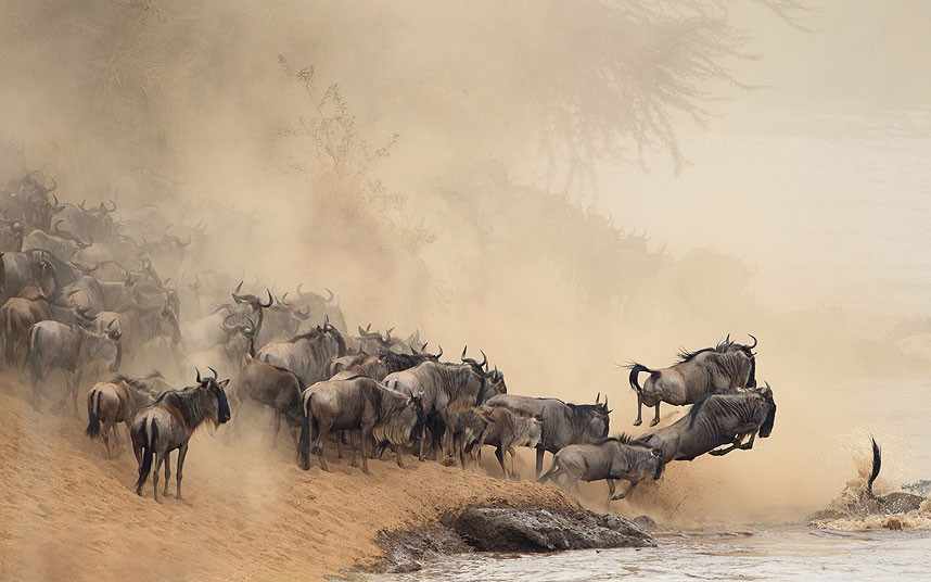 Những con linh dương ở Kenya đang liều mình băng qua dòng sông có cá sấu Wildebeests in Masai mara, Kenya, bravely take the plunge into crocodile-infested waters during their yearly migration