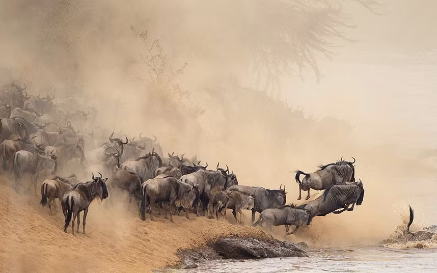 Wildebeests in Masai mara, Kenya, bravely take the plunge into crocodile-infested waters during their yearly migration