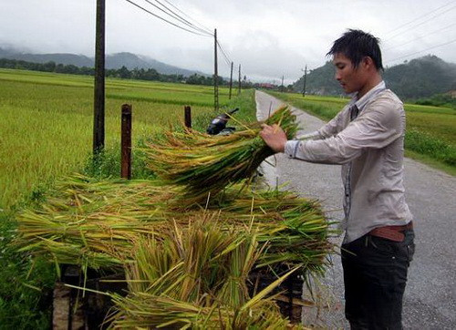 Nông dân thu hoạch lúa để tránh bão lụt