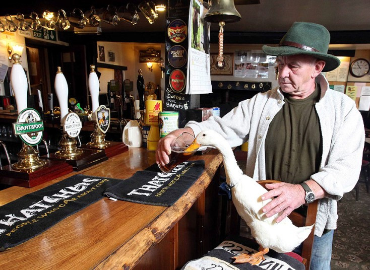 Star the duck and his owner Barry Hayman with a pint of ale at The Old Courthouse Inn in Chulmleigh, North Devon. Star has developed a taste for Ale and he is often seen drinking at the pub.