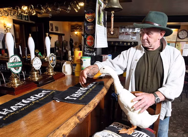 Star the duck and his owner Barry Hayman with a pint of ale at The Old Courthouse Inn in Chulmleigh, North Devon. Star has developed a taste for Ale and he is often seen drinking at the pub.