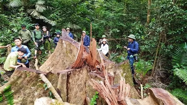 Nhiều cây gỗ lớn trong rừng đặc dụng bị đốn hạ.