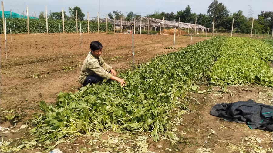 Nhiều diện tích hoa màu của bà con bị hư hỏng, thiệt hại do mưa, giông lốc.