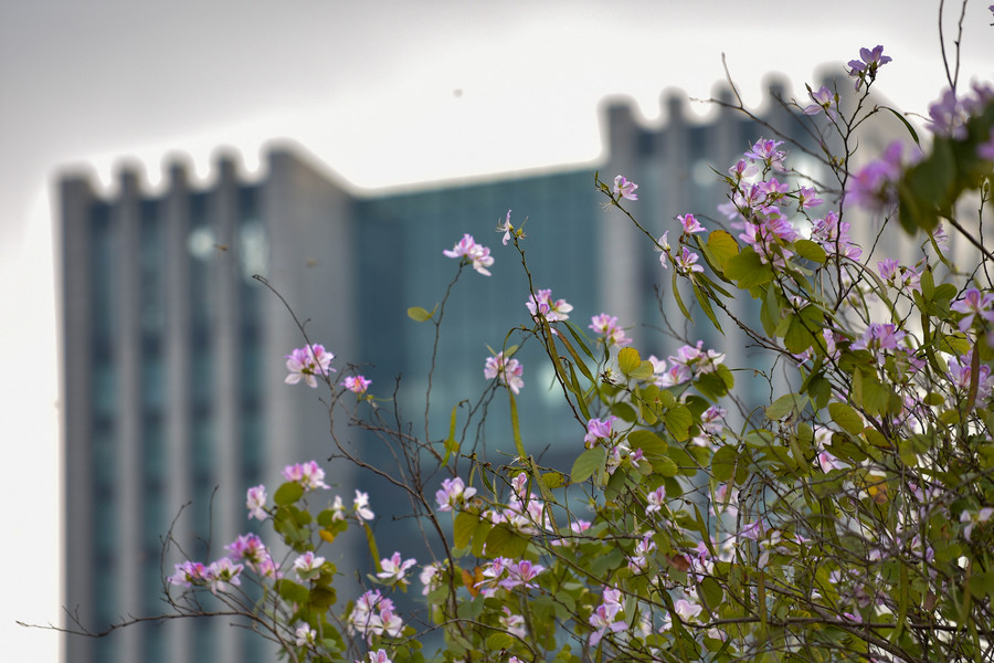 Hoa ban có thời gian khá dài thường từ 2-5 tháng, hoa ban có 5 cánh mềm mại. Vẻ đẹp trong trẻo của hoa ban phù hợp với những bức ảnh mang hơi hướng dịu dàng và nữ tính.