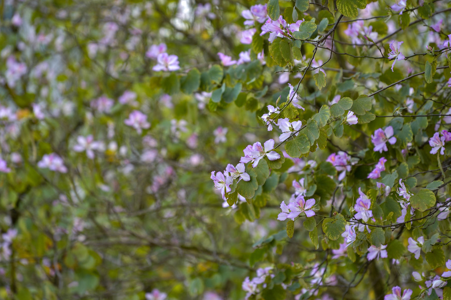 Hoa ban bung nở tạo nên khung cảnh tím khắp một vùng.