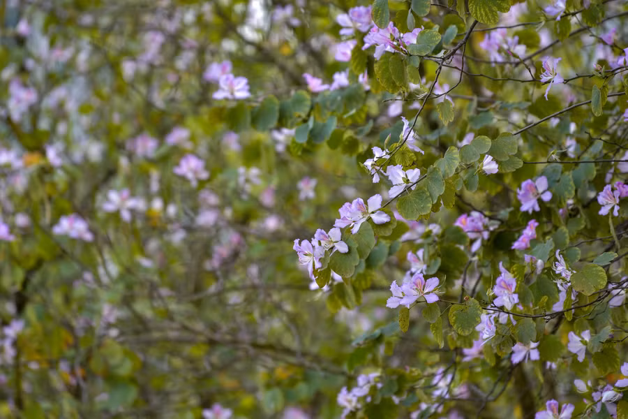 Hoa ban bung nở tạo nên khung cảnh tím khắp một vùng.