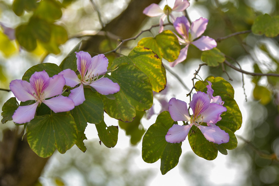Hoa ban bung nở tạo nên khung cảnh tím khắp một vùng.
