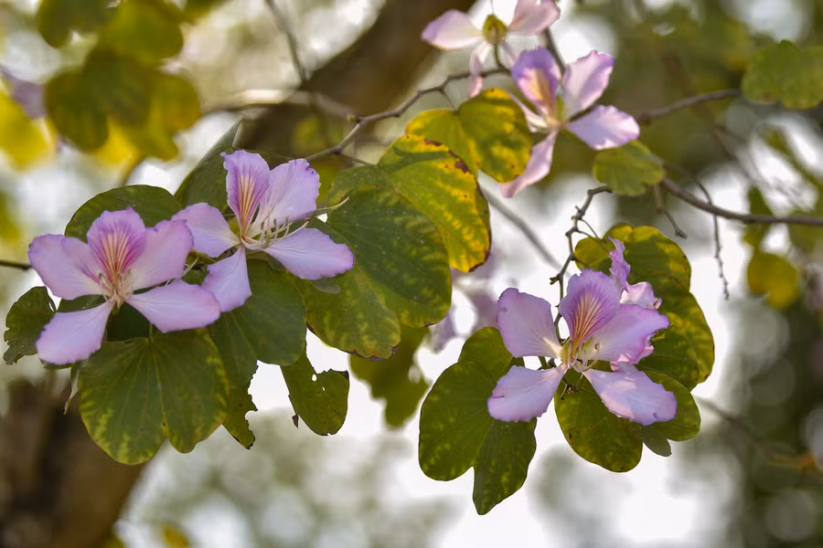 Hoa ban bung nở tạo nên khung cảnh tím khắp một vùng.