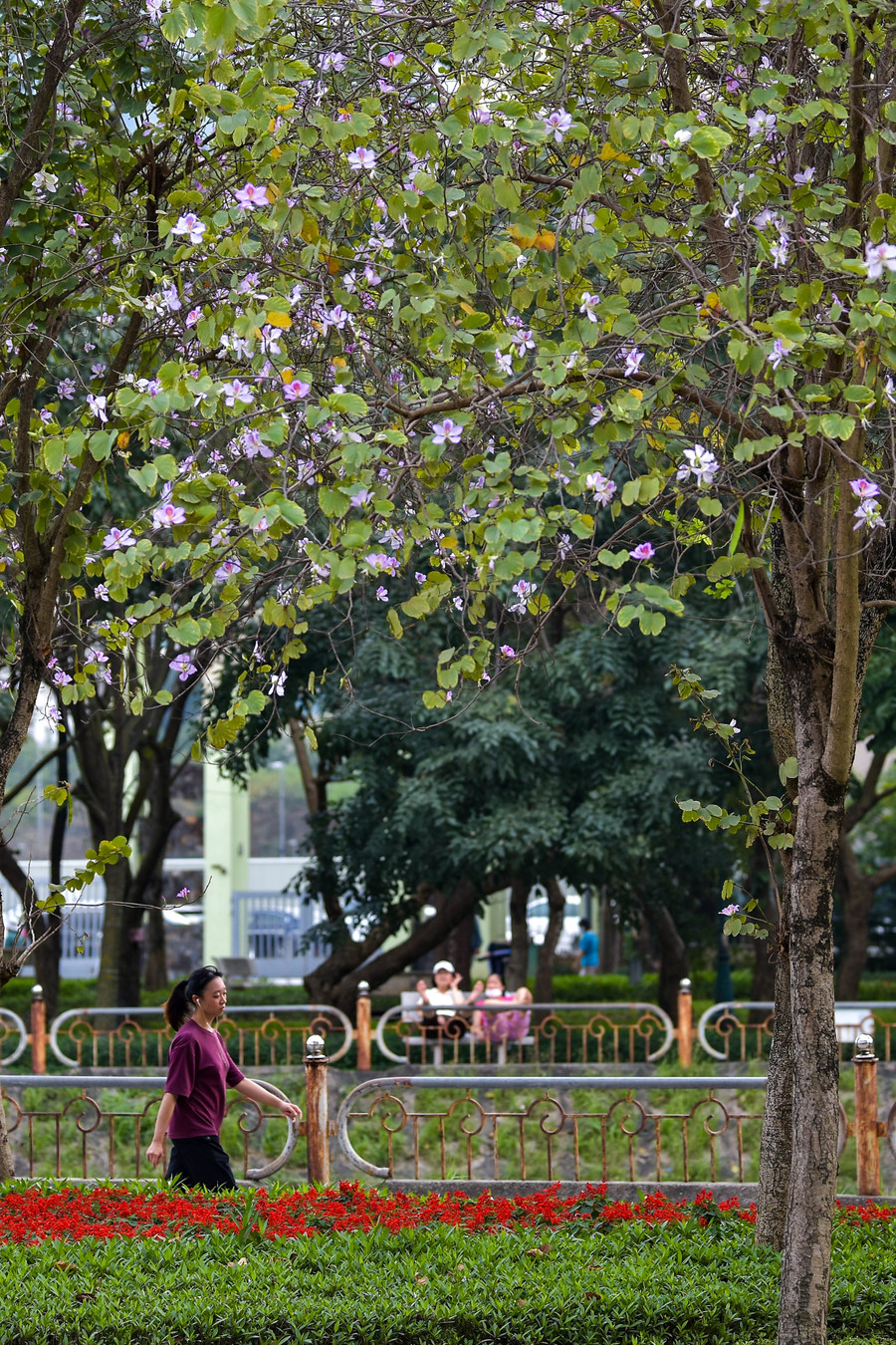 Với khuôn viên thoáng đãng, rộng rãi công viên Cầu Giấy là điểm lựa chọn của người dân lui tới để tản bộ và ngắm hoa mỗi sáng sớm.