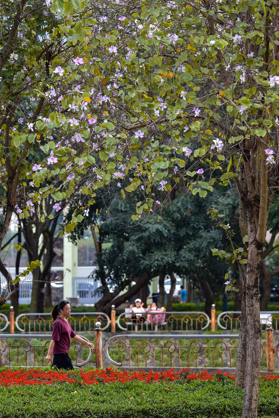 Với khuôn viên thoáng đãng, rộng rãi công viên Cầu Giấy là điểm lựa chọn của người dân lui tới để tản bộ và ngắm hoa mỗi sáng sớm.