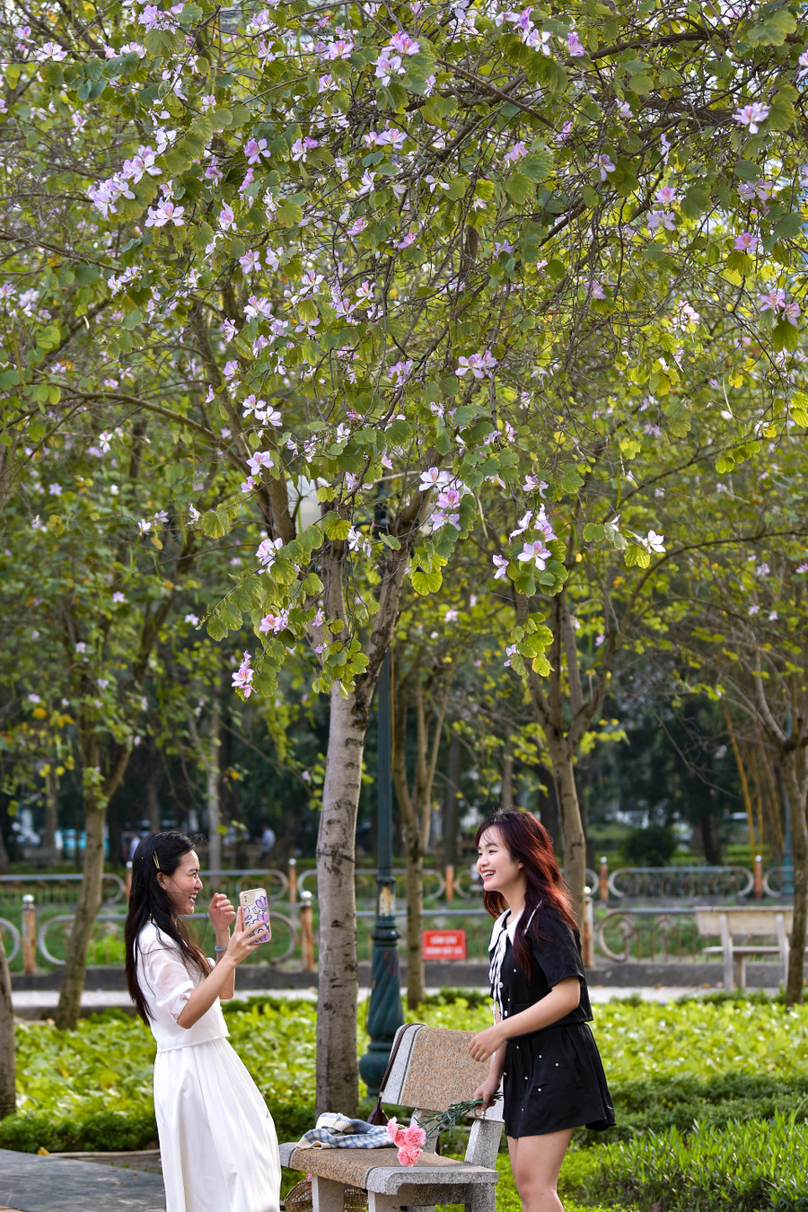 Công viên nở rộ hoa ban đã trở thành điểm check in và là nơi lý tưởng để hưởng thụ bầu không khí trong lành sau một ngày làm việc.