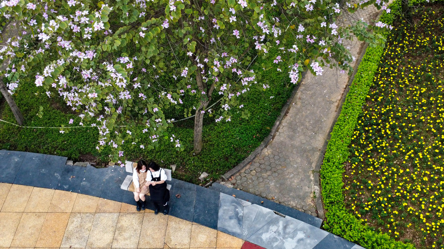 Bạn Hà Phương chia sẻ :” Khi đi học ngang qua đây, thấy hoa ban nở rất đẹp, nên em đã quay lại chụp ảnh để lưu giữ lại những khoảnh khắc đáng yêu”.