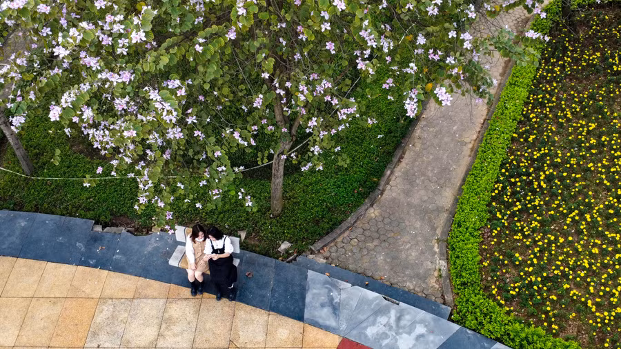 Bạn Hà Phương chia sẻ :” Khi đi học ngang qua đây, thấy hoa ban nở rất đẹp, nên em đã quay lại chụp ảnh để lưu giữ lại những khoảnh khắc đáng yêu”.