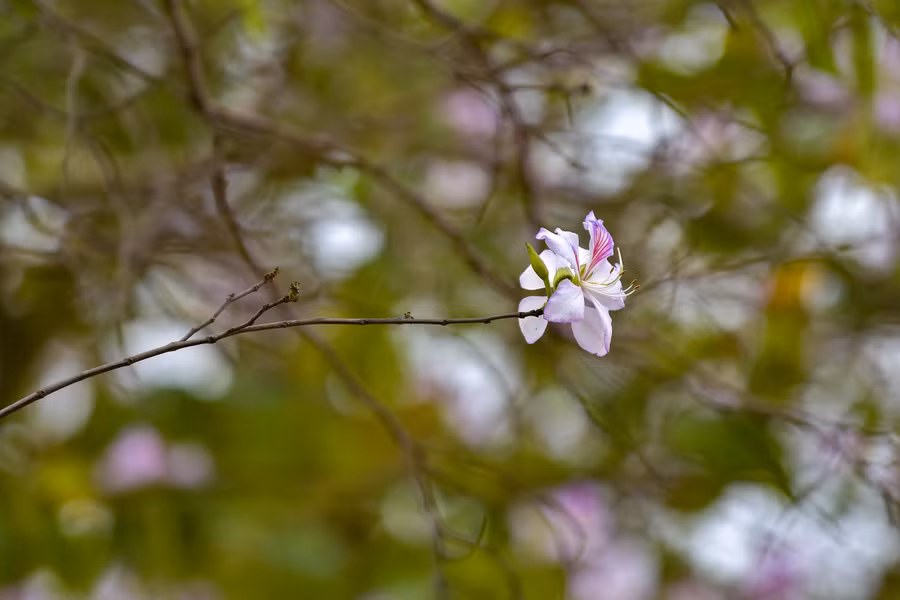 Hoa ban có thời gian khá dài thường từ 2-5 tháng, hoa ban có 5 cánh mềm mại. Vẻ đẹp trong trẻo của hoa ban phù hợp với những bức ảnh mang hơi hướng dịu dàng và nữ tính.