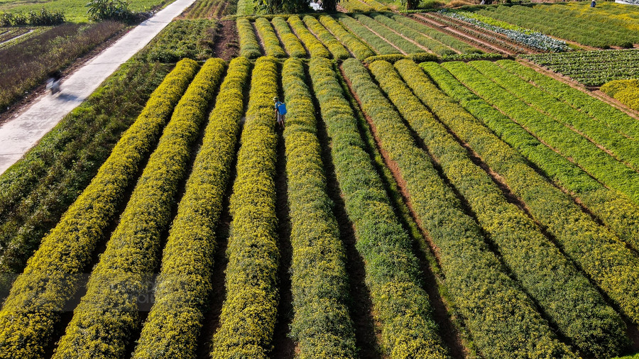 Bất cứ ai đi ngang qua nơi đây cũng sẽ ngỡ ngàng bởi sắc vàng trải dài của loài hoa này.