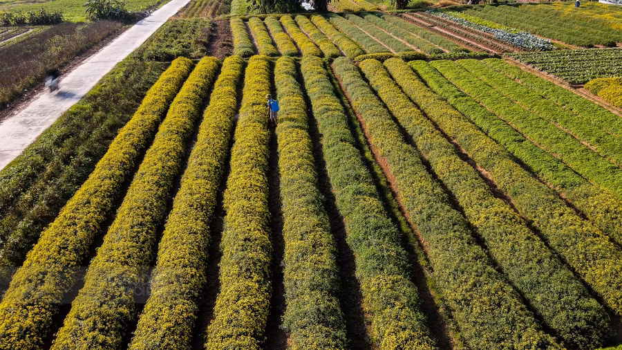 Bất cứ ai đi ngang qua nơi đây cũng sẽ ngỡ ngàng bởi sắc vàng trải dài của loài hoa này.