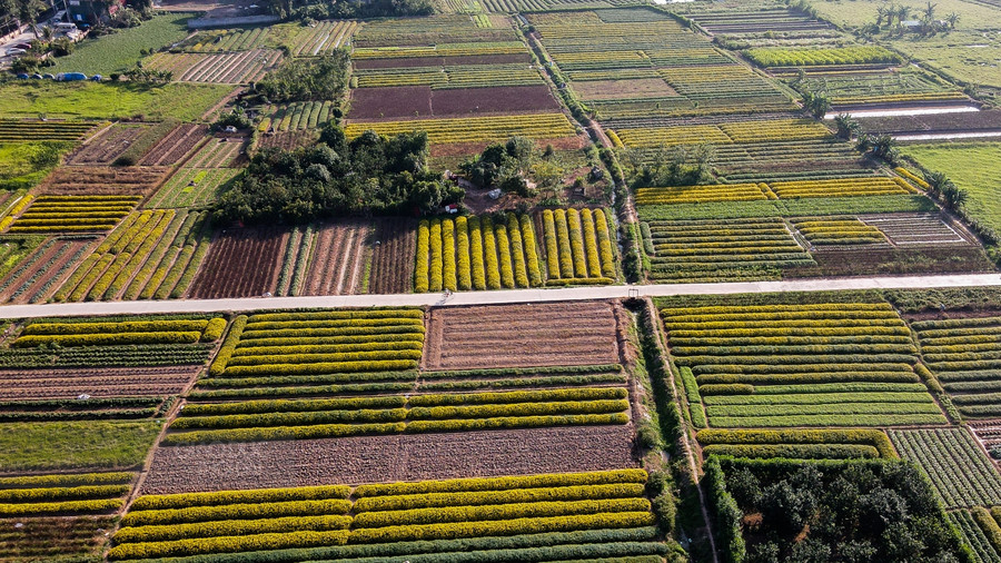 Cứ đến tháng 12, những cánh đồng hoa cúc chi lại nở vàng.