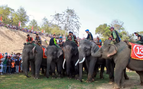 Chum anh: Cuoc dua gay can cua nhung chu voi Dak Lak - Anh 3