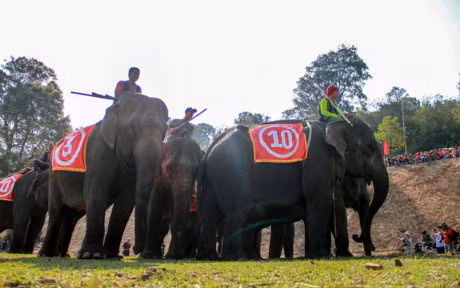 Chum anh: Cuoc dua gay can cua nhung chu voi Dak Lak - Anh 2