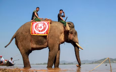 Chum anh: Cuoc dua gay can cua nhung chu voi Dak Lak - Anh 5