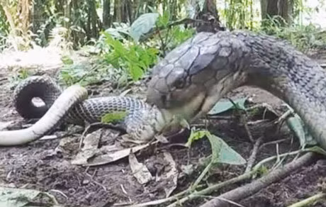 Clip dong vat dai chien an tuong nhat tuan: Trau huc chet su tu, rong Komodo xe xac linh duong - Anh 4