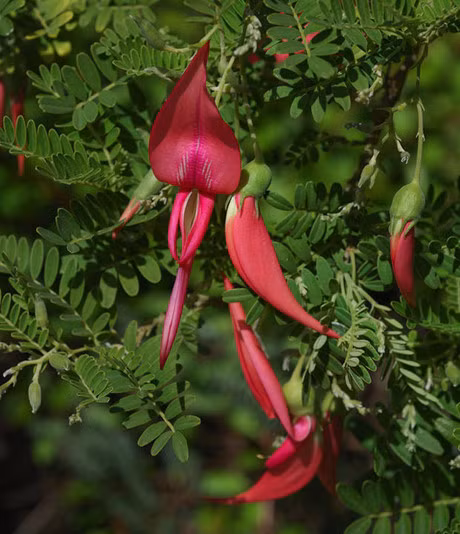 Nhung loai hoa doc nhat vo nhi chi moc duy nhat mot cho tren hanh tinh - Anh 5