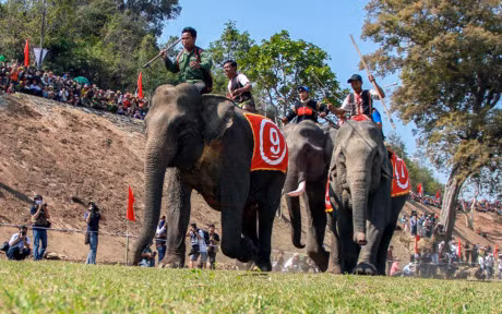 Chum anh: Cuoc dua gay can cua nhung chu voi Dak Lak - Anh 9