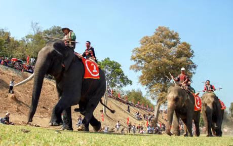 Chum anh: Cuoc dua gay can cua nhung chu voi Dak Lak - Anh 7